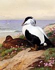 Ducks Paintings - Common Eider Ducks by Archibald Thorburn